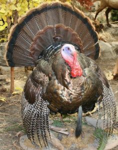 Turkey doesn't waste time fretting about its chin. © Sugar Penny | Dreamstime Stock Photos & Stock Free Images